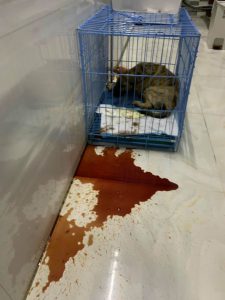 Chó bị parvo tiêu chảy ra máu khắm và tanh