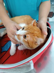 Bạn mèo đến khám vì tiểu bậy sau thiến