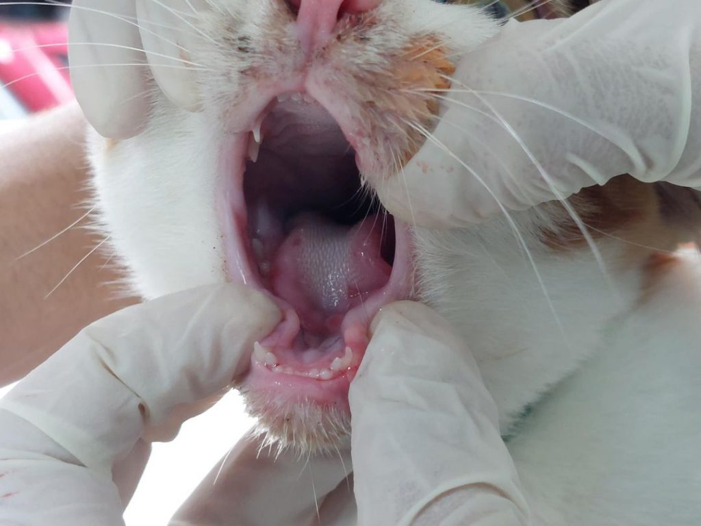 Hình ảnh một bạn mèo bị Calici Virus tại Thú Y Thái Bình